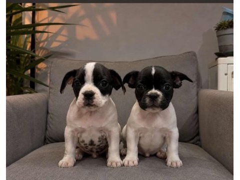 French bulldog yavrular ırk sağlık garantili