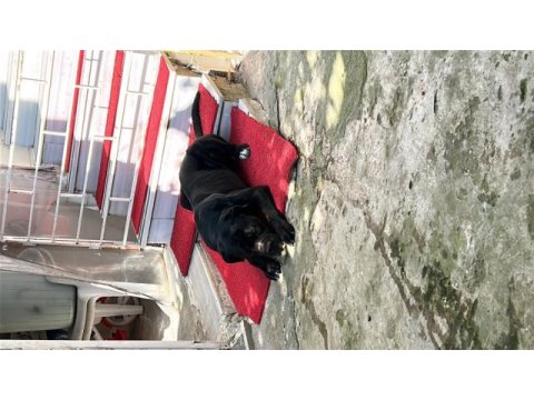 3 yaşında tam korumacı cane corso dişi