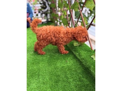 Toy poodle erkek ve dişi