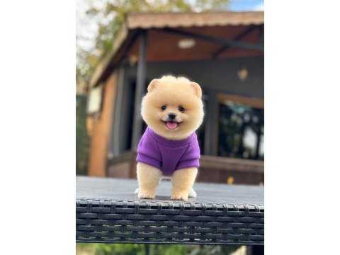Sağlık ve ırk garantili pomeranian