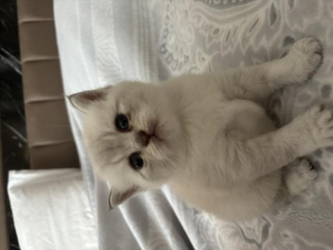 Safkan ve iri cins british shorthair anne altından