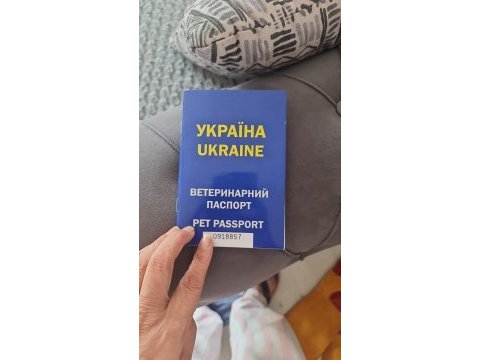 Ukrayna pasaportlu ayı surat pomeranian boo