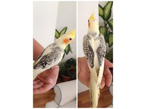 Ev üretimi renk güzeli jumbo boy mükemmel sultan yavrular