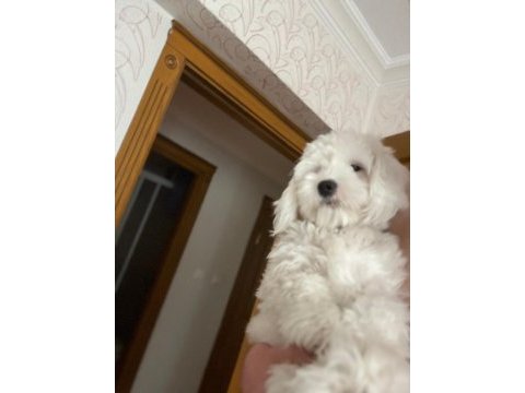 Terrier oğlum