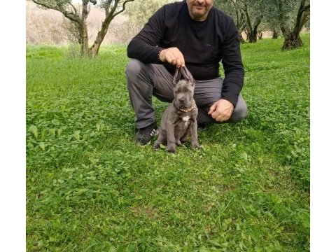 Cane corso erkek 2,5 aylık
