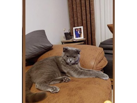 British shorthair gri kedimiz