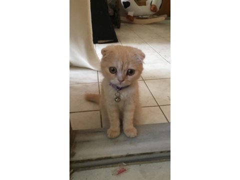 Scottish fold kediler