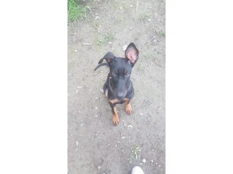 7 aylık eğitimli doberman