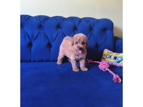 Sevimli erkek toy poodle