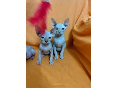 Sphynx home son yavrular