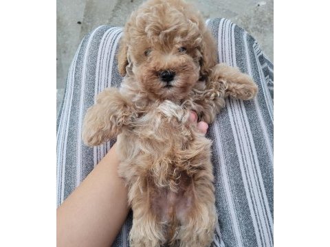 Koyu renkli poodle gibi maltipoo