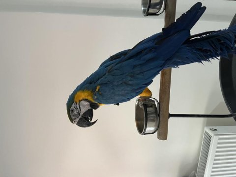 Full evcil 2024 bilezikli macaw