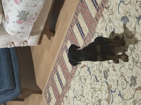 2 aylık doberman