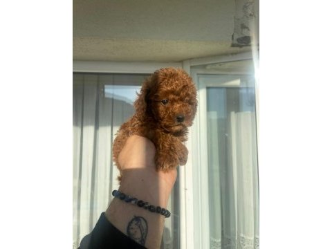 Safkan toy poodle red brown yavrular