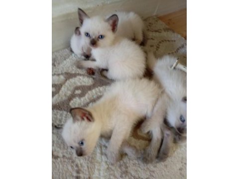 Scottish fold ve siyam yavruları