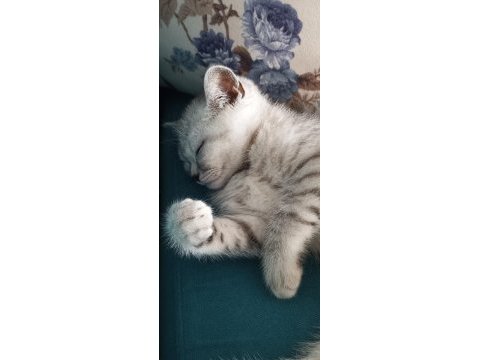 British longhair benden daha iyi bakacak birini arıyorum