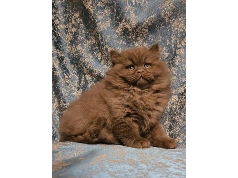 Cinnamon tarçın kahverengi british longhair yavrular