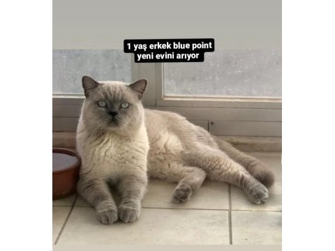 1 yetişkin 2 yavru scottish fold