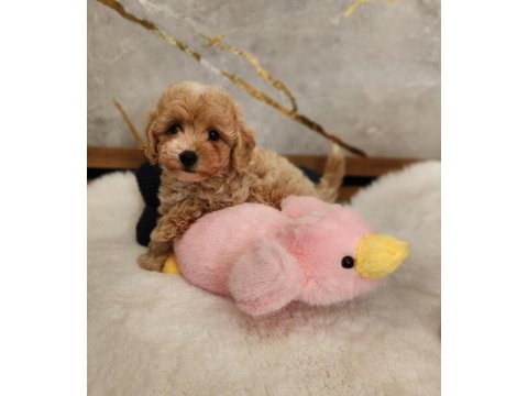 Maltipoo  yavrularımız 
