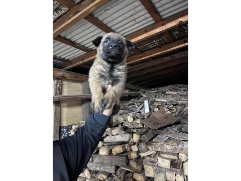 Safkan malinois