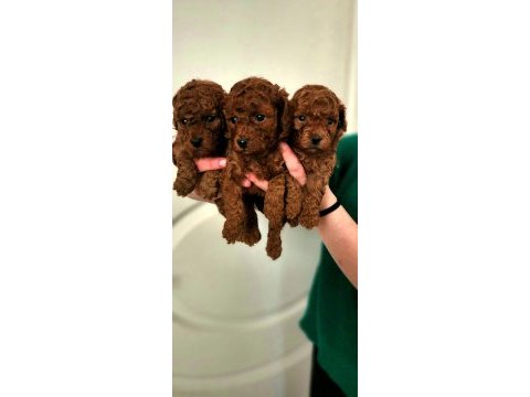 Toy poodle bebeklerim