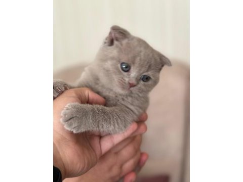 Scottish fold cülide kızıma yuva arıyorum
