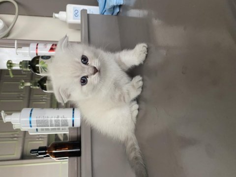 Scottish fold shorthair 45 günlük beyaz
