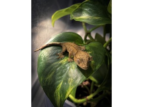 Crested gecko - her şeyi ile birlikte