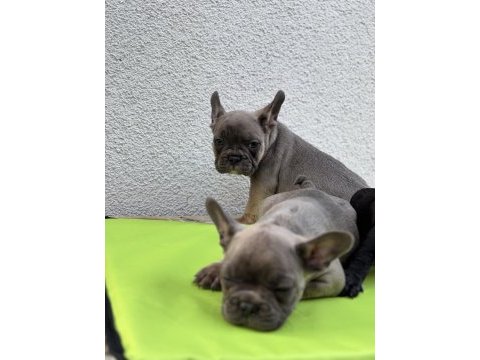 French bulldog nadir renk yavrular sakarya