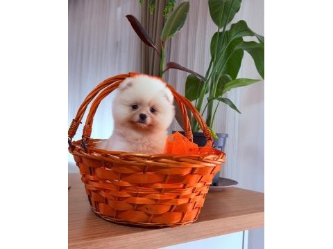 Pomeranian boo erkek