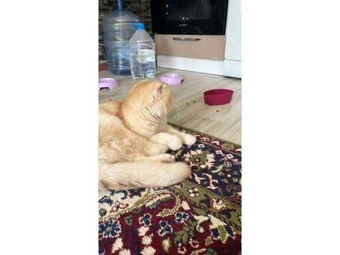 Yakışıklı scottish fold oğluma eş adayı arıyorum