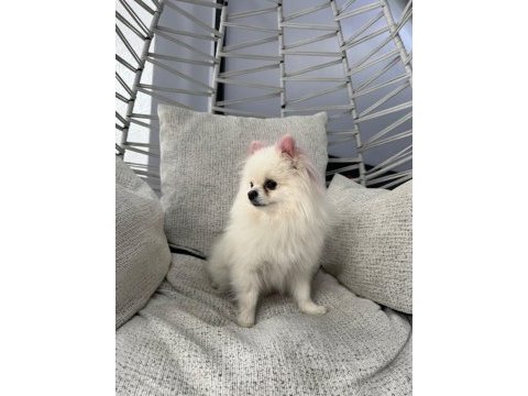 Pomeranian boo dişi 1,5 yaşında