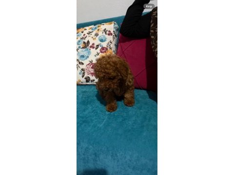 Safkan orjinal ırk poodle yavrumuz