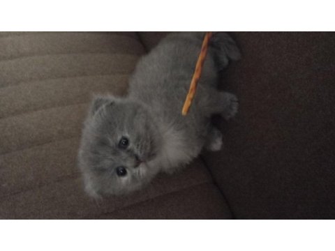 Scottish fold kızımıza yuva