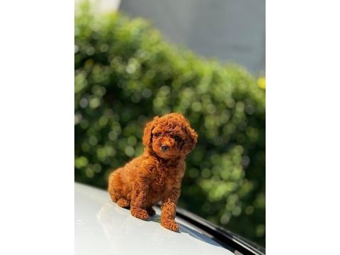 Toy poodle teacup baby yavrular