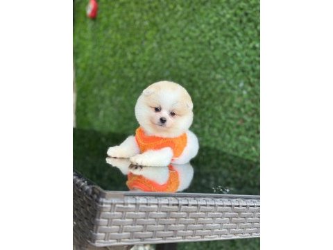 Sağlık ve ırk garantili pomeranian