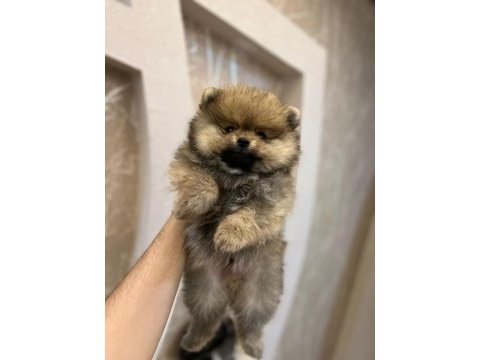 Pomeranian yavrularımız teslime hazır