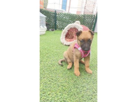 2.5 aylık malinois tuvalet eğitimi var agrasifliği yoktur