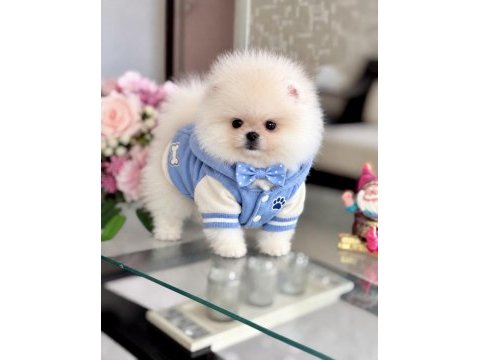 Oyuncak gibi hibi 2 ayıcık pomeranian boo