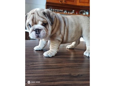 Show kalite egzotik english bulldog