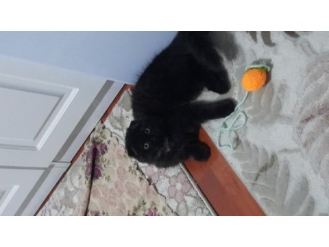 3 aylik tuvalet eğitimli çirkin kral scottish fold