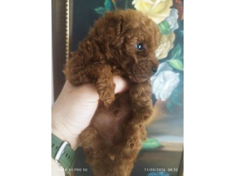 Teacup red brown korekan erkek poodle yavru