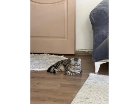 Scottish fold kedisi sahiplendirme