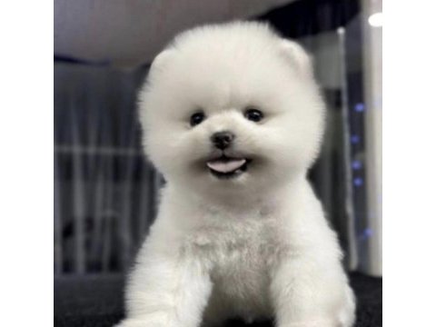 Pomeranian boo köpeğimiz
