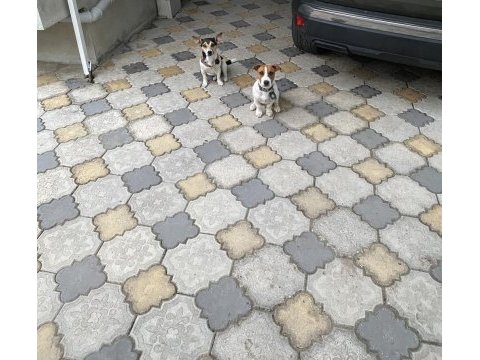 Jack russell yavru