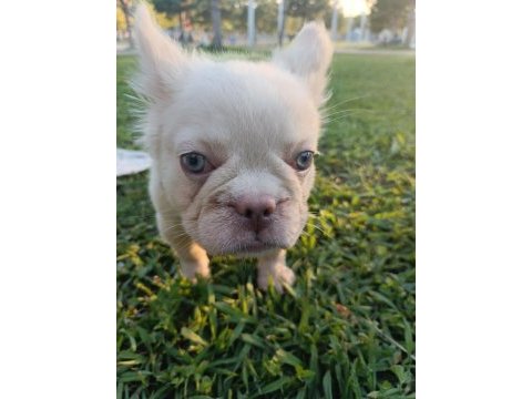 French bulldog yavruları