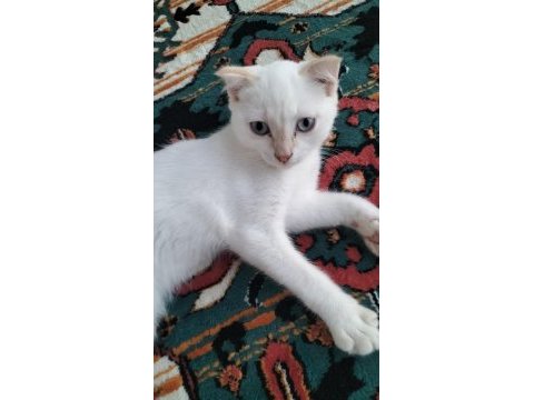 Scottish fold pati yeni yuvasını arıyor