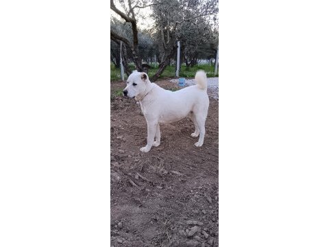 Safkan şecereli akbaş yavruları