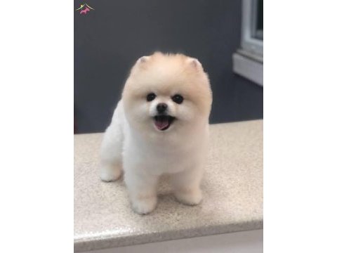 Eşsiz kalite de pomeranian boo