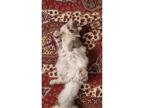 Bir yaşında çok uysal erkek british longhair